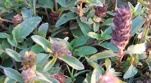 云南之旅，探寻多彩文化与自然奇观的魅力之地